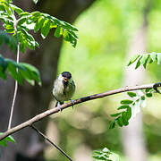 Mésange charbonnière