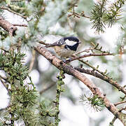 Coal Tit