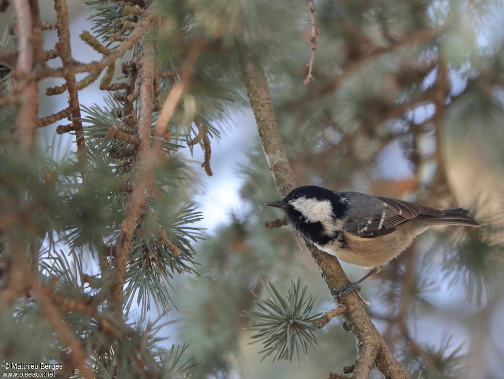 Mésange noire