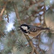 Coal Tit