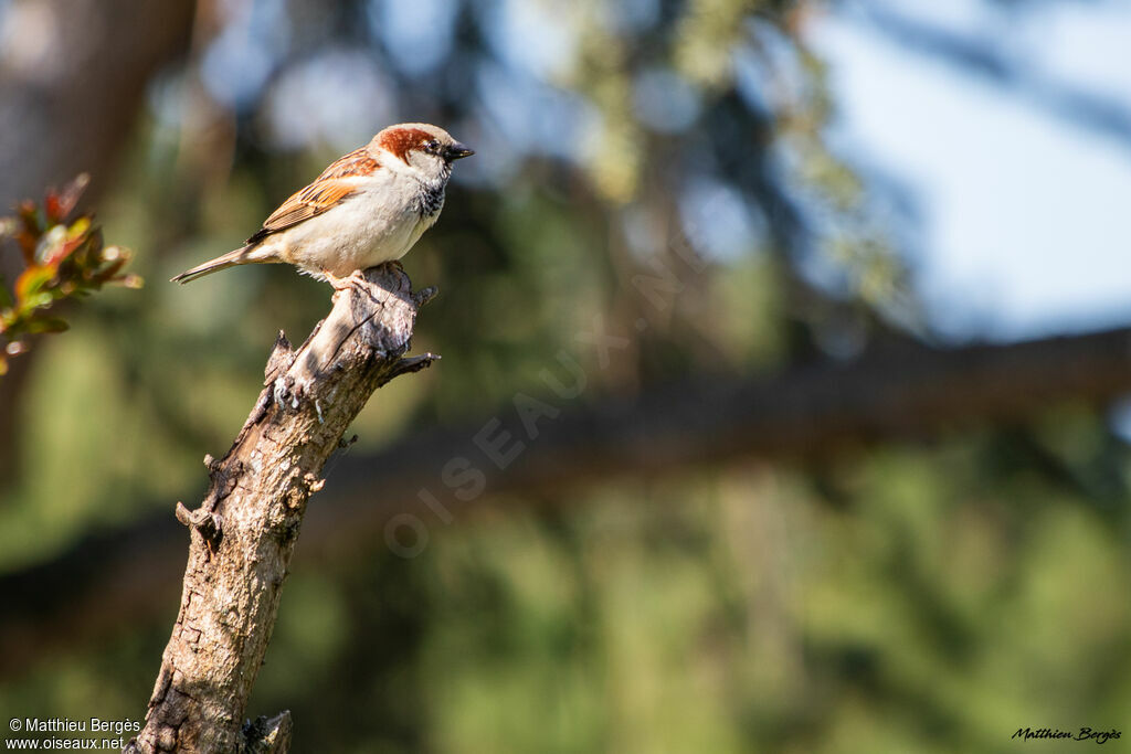 House Sparrow male