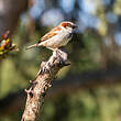 Moineau domestique