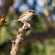 House Sparrow