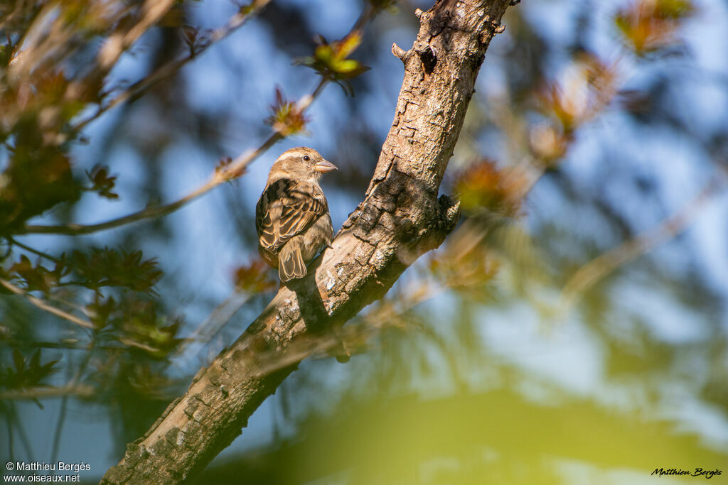 Moineau domestique femelle