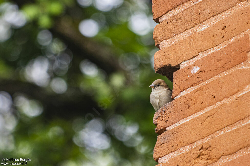 Moineau domestique