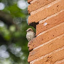 Moineau domestique