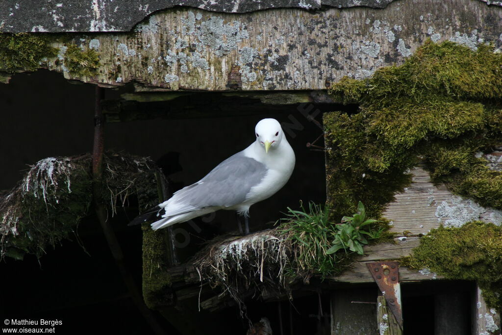 Mouette tridactyle