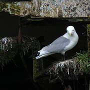 Black-legged Kittiwake