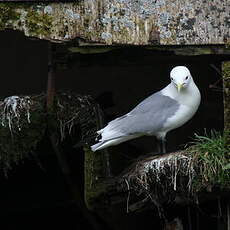 Mouette tridactyle