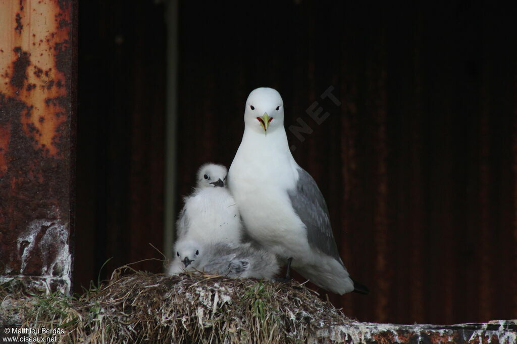 Black-legged Kittiwake