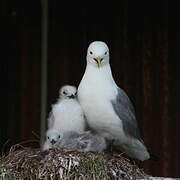 Black-legged Kittiwake