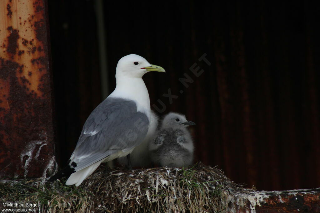 Black-legged Kittiwake