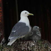 Black-legged Kittiwake