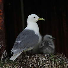 Mouette tridactyle