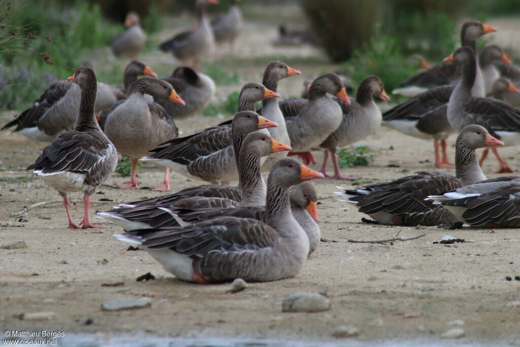 Greylag Goose