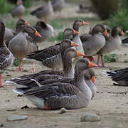 Greylag Goose