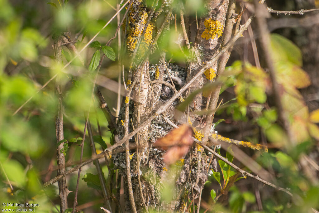 Long-tailed TitPoussin