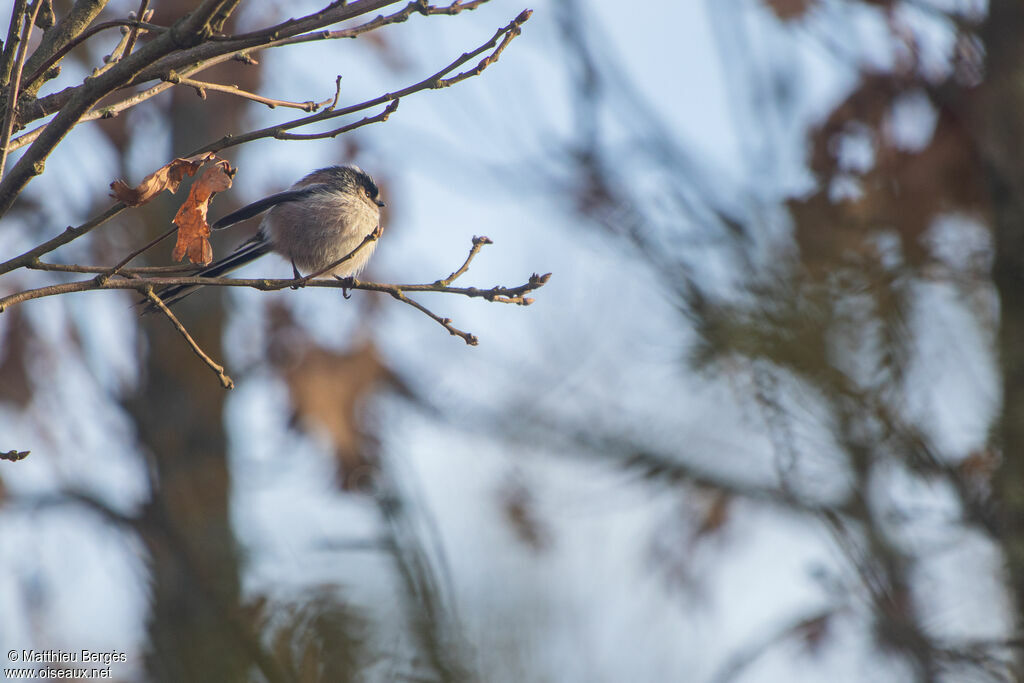 Long-tailed Tit