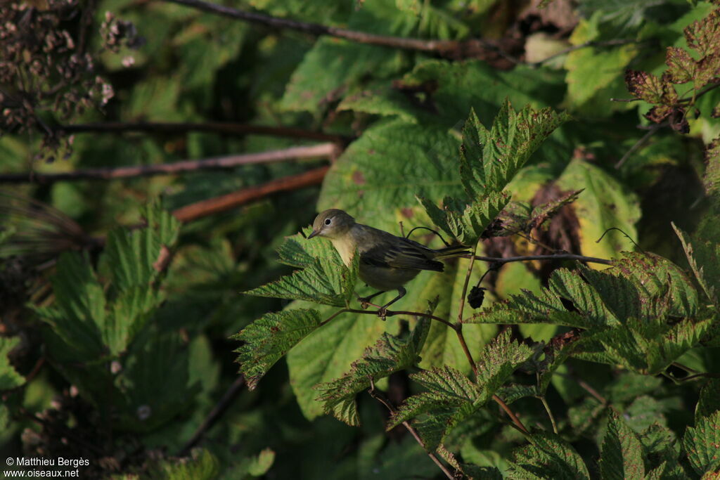 Paruline jaune