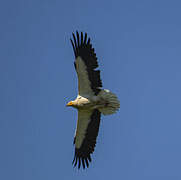 Egyptian Vulture