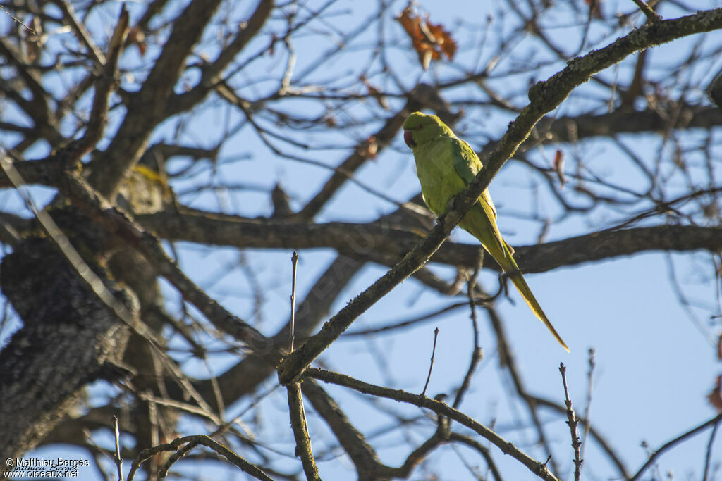 Rose-ringed Parakeet