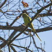 Rose-ringed Parakeet