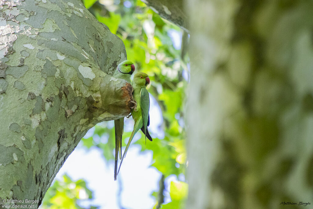 Perruche à collieradulte nuptial