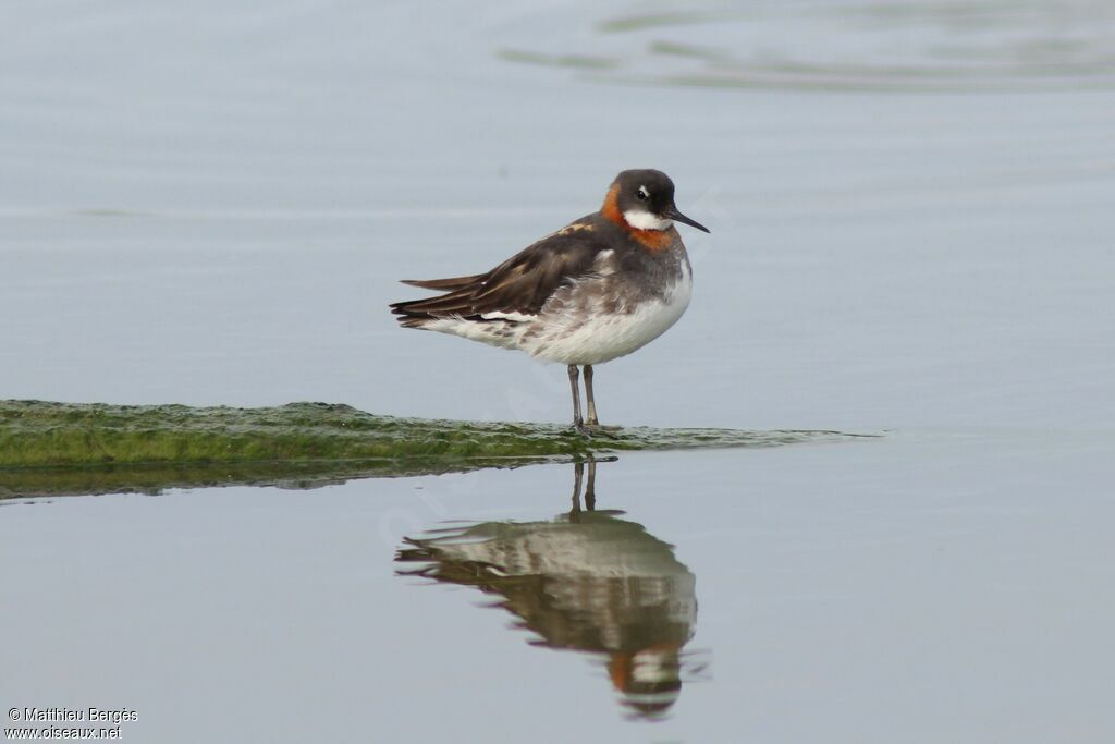 Red-necked Phalarope