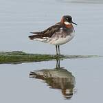 Phalarope à bec étroit