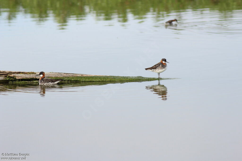 Red-necked Phalarope