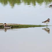 Phalarope à bec étroit