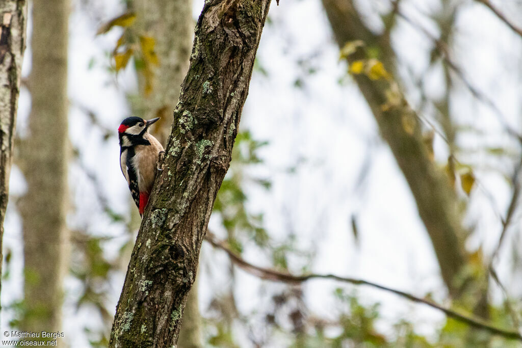 Great Spotted Woodpecker