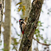 Great Spotted Woodpecker