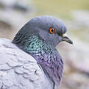 Pigeon biset
