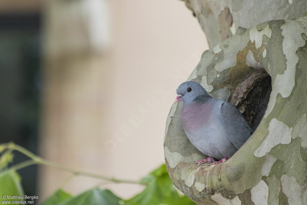 Pigeon colombin