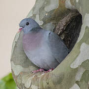 Stock Dove