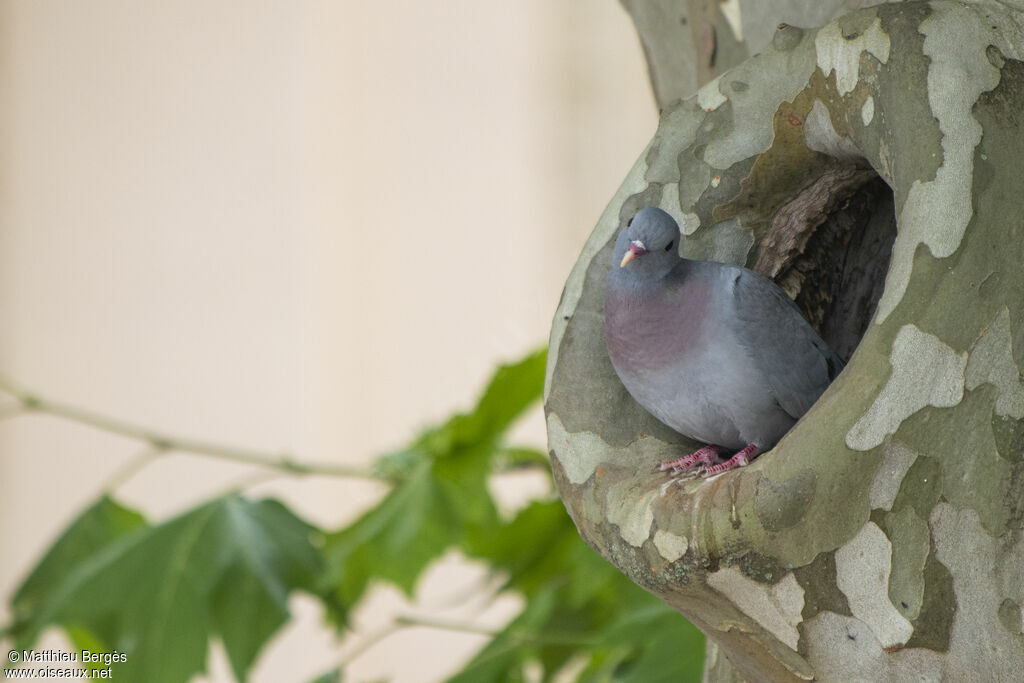 Pigeon colombin