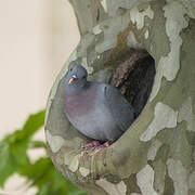 Pigeon colombin