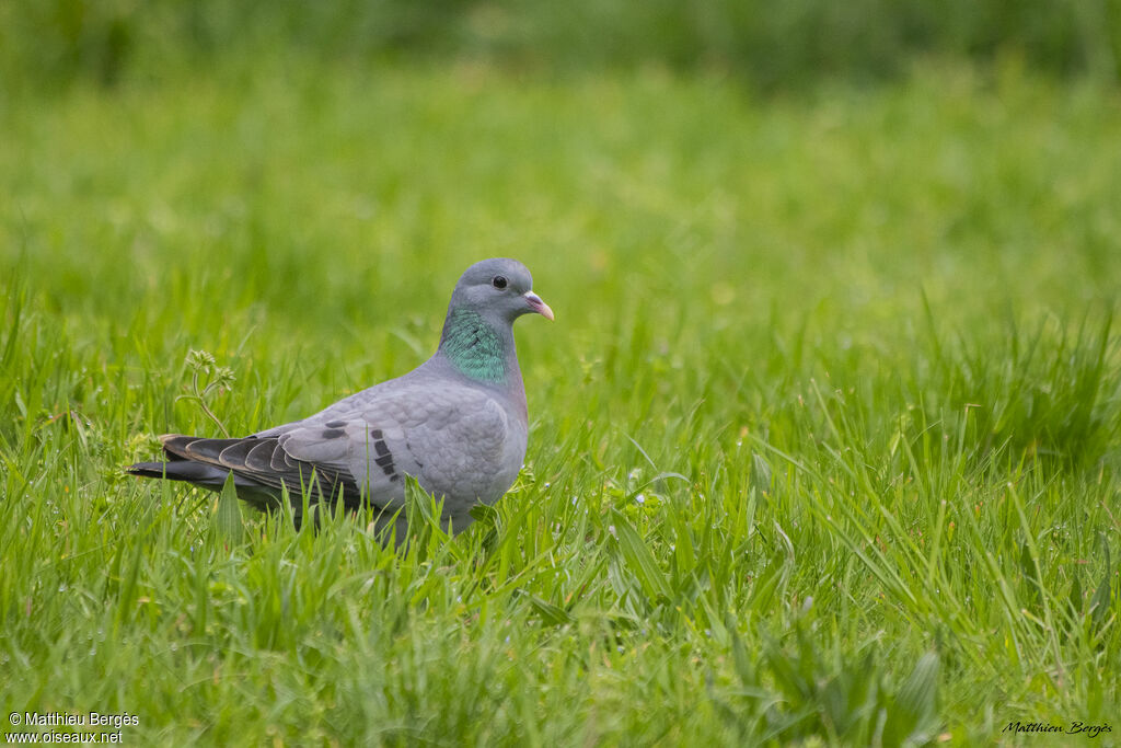 Pigeon colombin