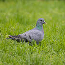 Pigeon colombin