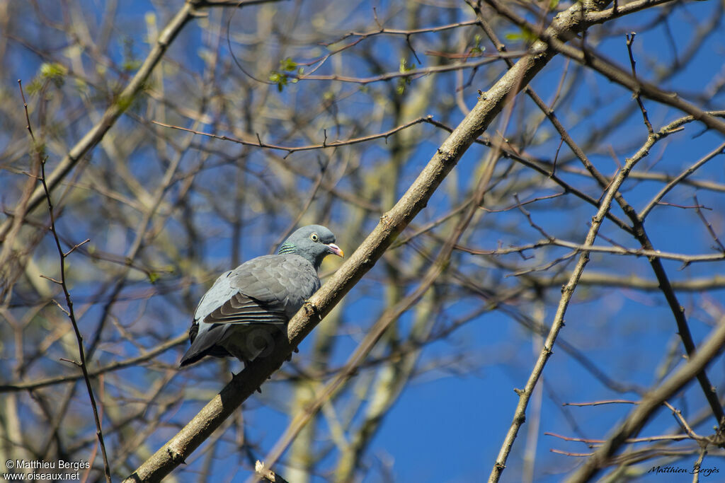 Common Wood Pigeon