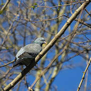 Common Wood Pigeon