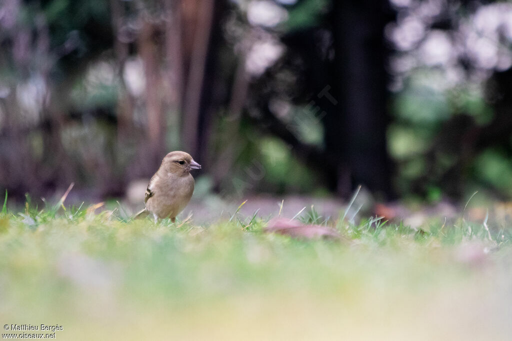Eurasian Chaffinch female