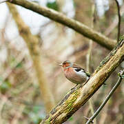 Eurasian Chaffinch