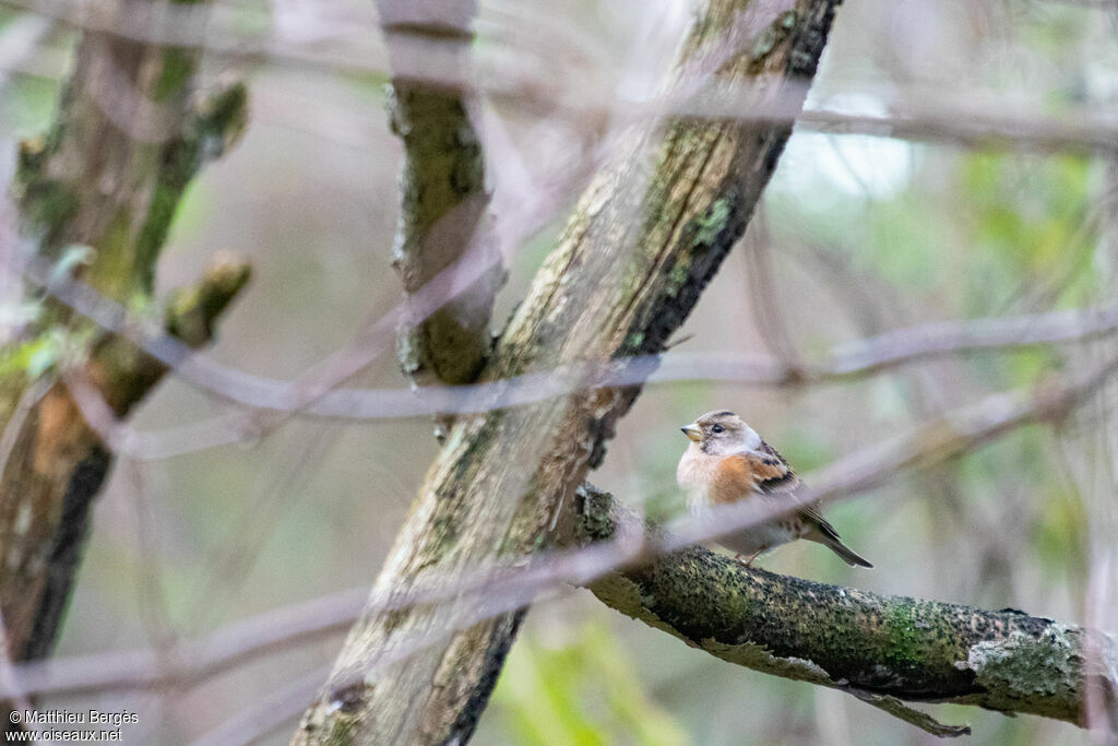 Brambling