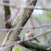 Brambling