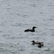 Common Loon