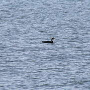 Common Loon