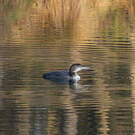 Plongeon imbrin