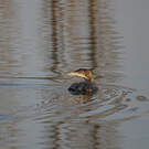 Plongeon imbrin